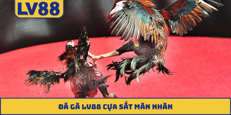 Đá gà LV88 cựa sắt mãn nhãn